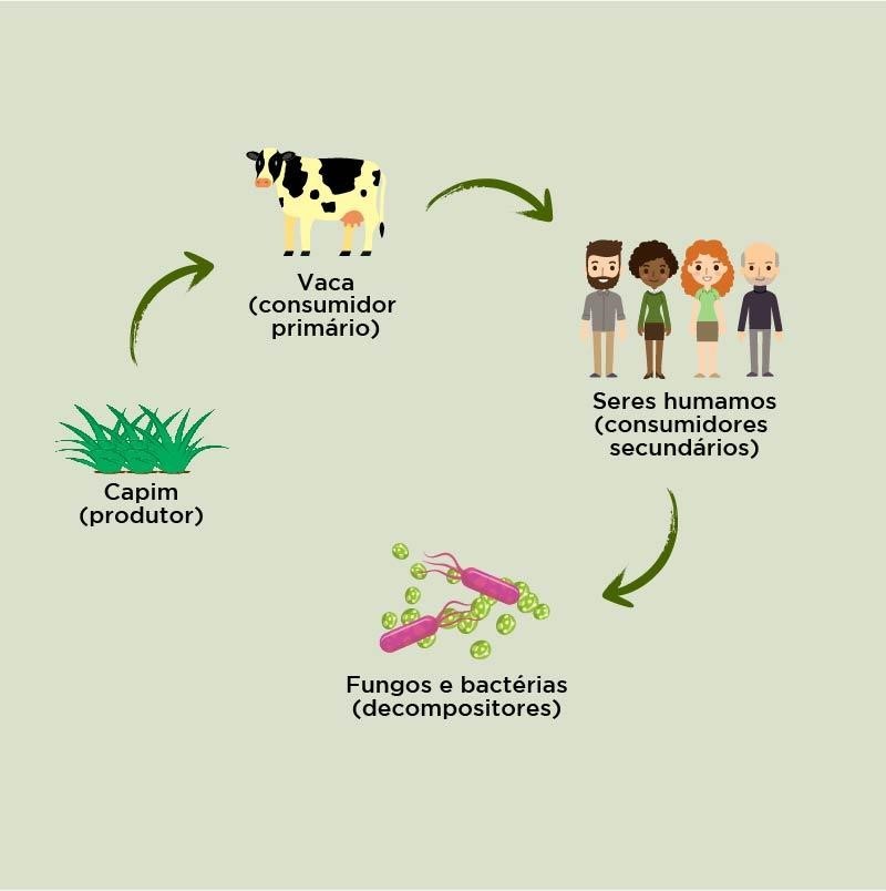 ATIVIDADE CN TEMA CADEIAS E TEIAS ALIMENTARES SIMPLES º ANO Portal NetEscola